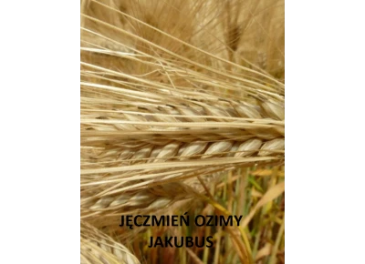 Jęczmień ozimy Jakubus C1+ Zaprawa Kinto Plus - opak. 25kg