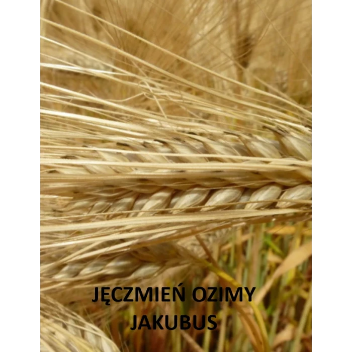 Jęczmień ozimy Jakubus C1+ Zaprawa Kinto Plus - opak. 25kg