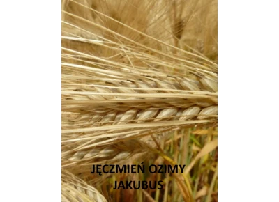 Jęczmień ozimy Jakubus C1+ Zaprawa Kinto Plus - opak. 25kg