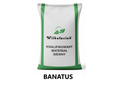 Pszenica ozima C1 Banatus - opak. 50kg