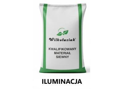 Pszenica ozima C1 Iluminacja Danko - opak. 25kg