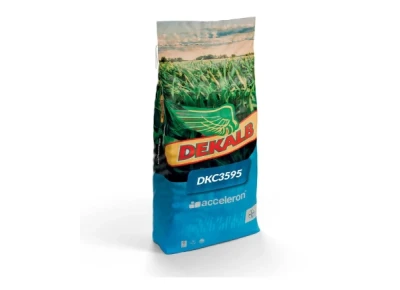 Kukurydza Dekalb DKC 3595 C1 50 tys. nasion (FAO 240)