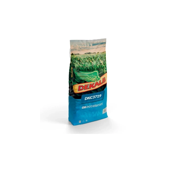 Kukurydza Dekalb DKC 3719 C1 50 tys. nasion (FAO 250)