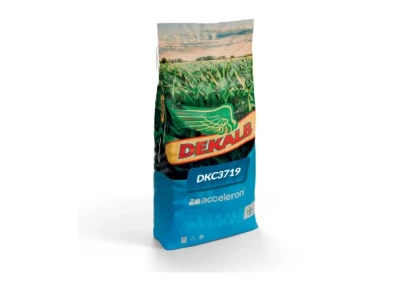 Kukurydza Dekalb DKC 3719 C1 50 tys. nasion (FAO 250)