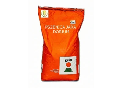 Pszenica Jara Dorium 50kg KWS zaprawa Kinto Plus