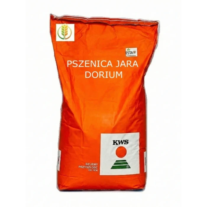 Pszenica Jara Dorium 50kg KWS zaprawa Kinto Plus