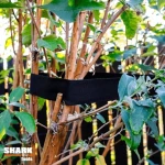 SHARK TAŚMA DO DRZEW/KRZEWÓW 4CM*50MB CZARNA