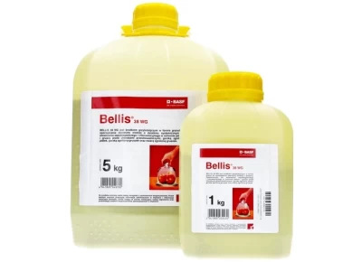 BELLIS 38 WG