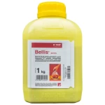 BELLIS 38 WG