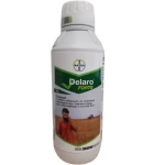 DELARO FORTE