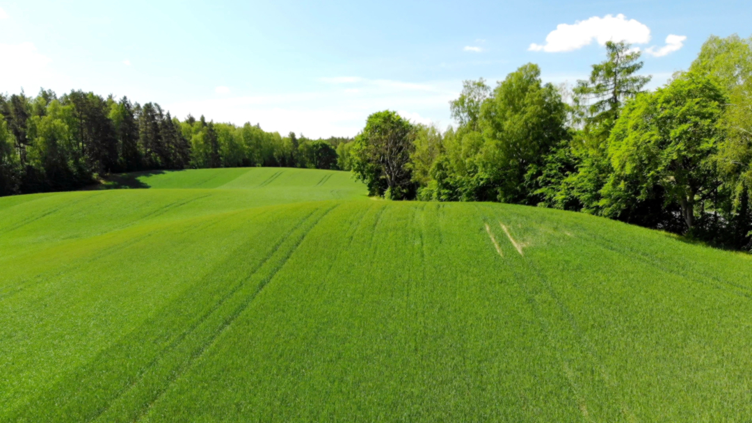wiosenne zwalczanie chwastów w zbożach ozimych