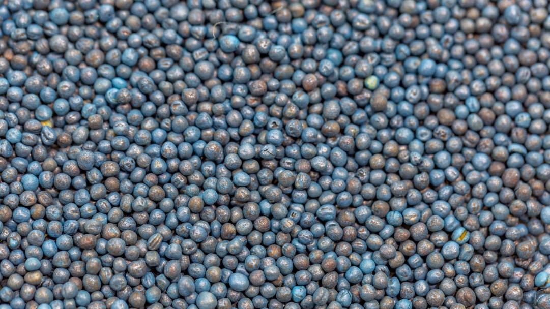 zaprawy rzepak
